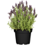 Schopflavendel 'Anouk' 15 cm Topf