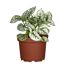 Punktblume verschiedene Farben 12 cm Topf