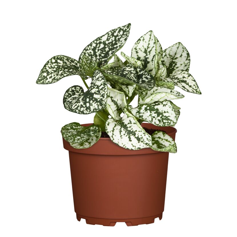 Punktblume verschiedene Farben 12 cm Topf