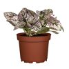 Punktblume verschiedene Farben 12 cm Topf