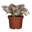 Punktblume verschiedene Farben 12 cm Topf
