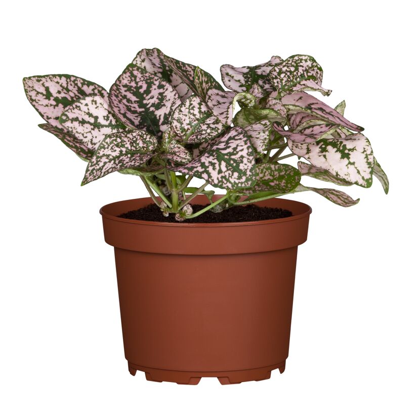 Punktblume verschiedene Farben 12 cm Topf