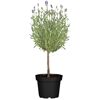 Lavendel Hochstamm im schwarzen Topf