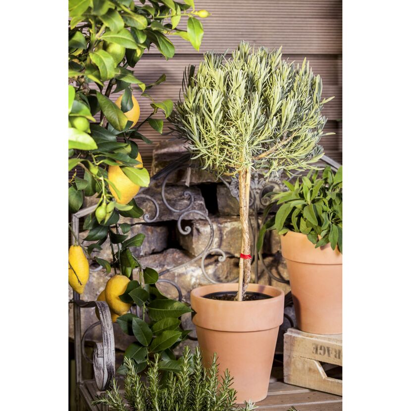 Lavendel Hochstamm im Terrakotta-Topf