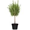 Rosmarin Ministamm 14 cm Topf