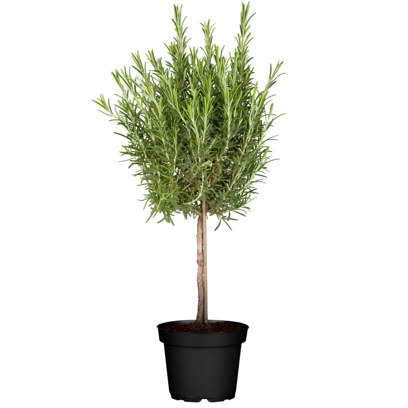 Rosmarin Ministamm 14 cm Topf