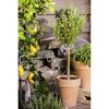 Rosmarin Ministamm 14 cm Topf