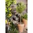 Rosmarin Ministamm 14 cm Topf