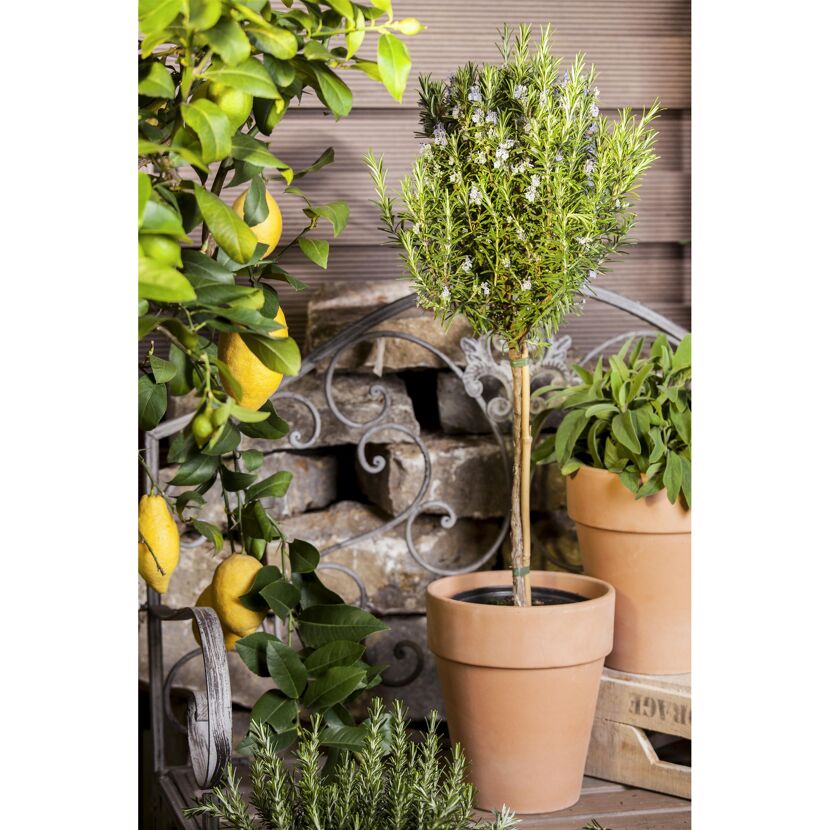 Rosmarin Ministamm 14 cm Topf