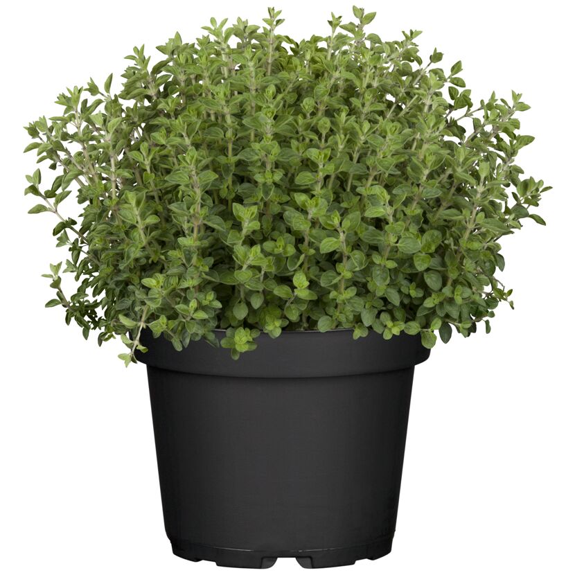 Oregano-Busch im schwarzen Topf