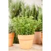Oregano-Pflanze im Terrakottatopf