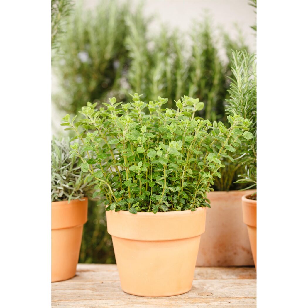 Oregano-Pflanze im Terrakottatopf