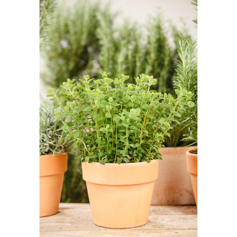 Oregano-Pflanze im Terrakottatopf