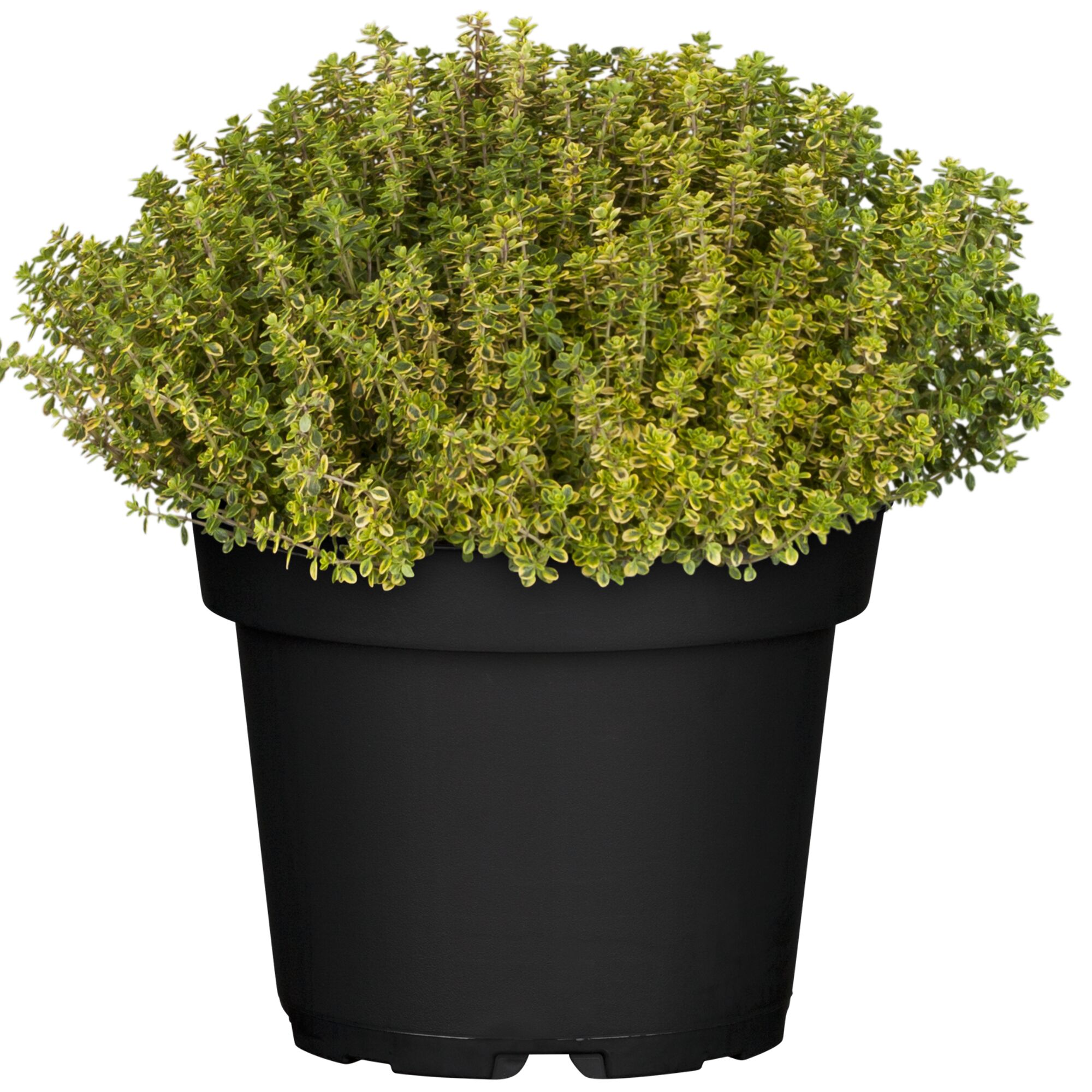 Gelber Thymian in schwarzem Topf