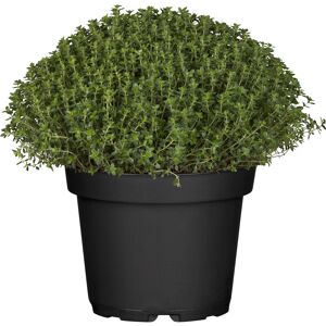 Thymian Busch grün 18 cm Topf