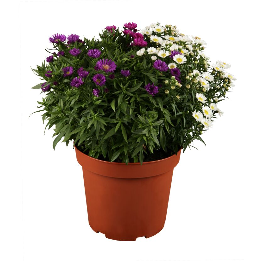 Lila und weiße Aster Trio in einem braunen Topf