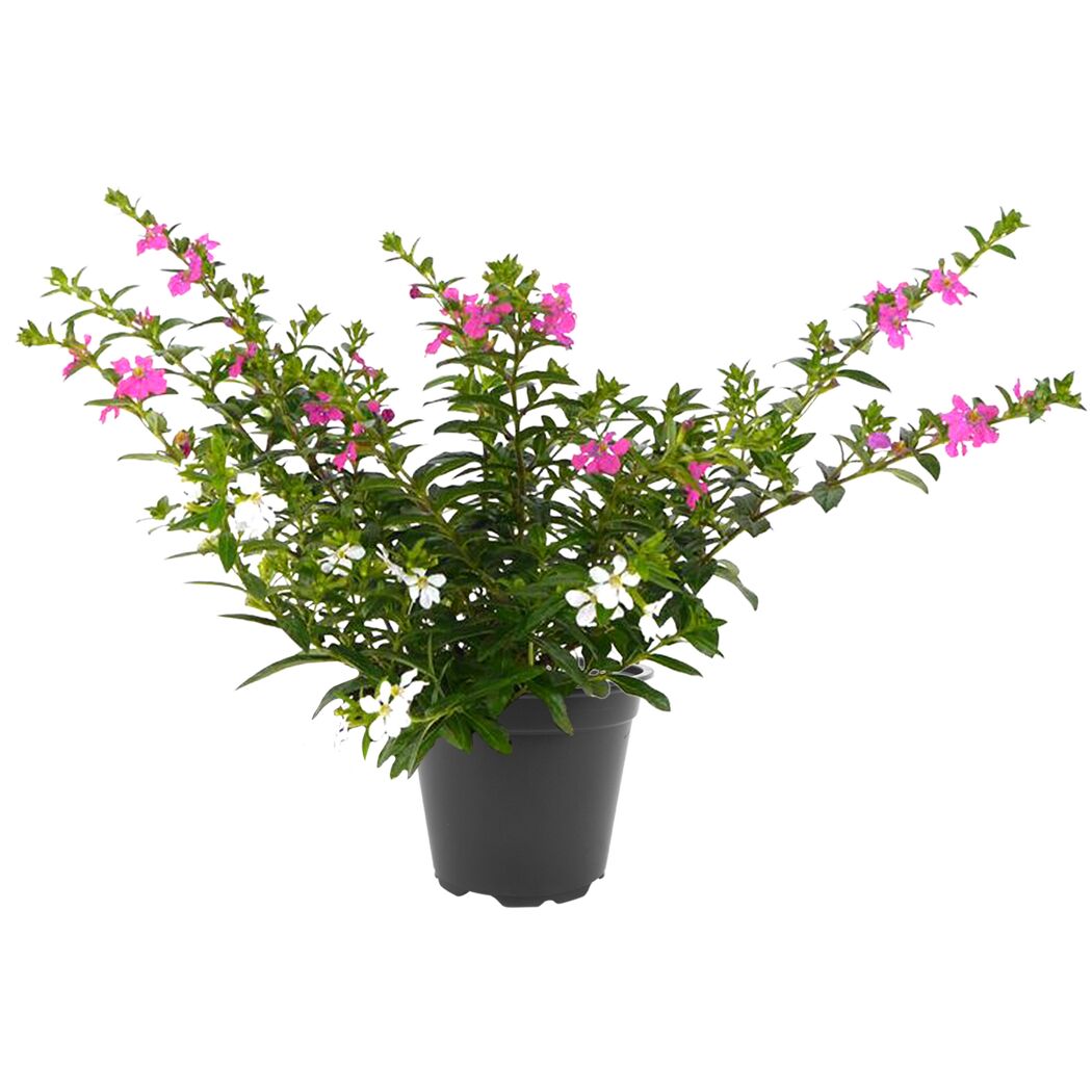 Köcherblümchen 'FloriGlory® Twins' 13 cm Topf