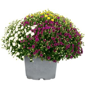 Chrysanthemenbusch XXL Trio Ø 60 cm, 26 cm Topf
