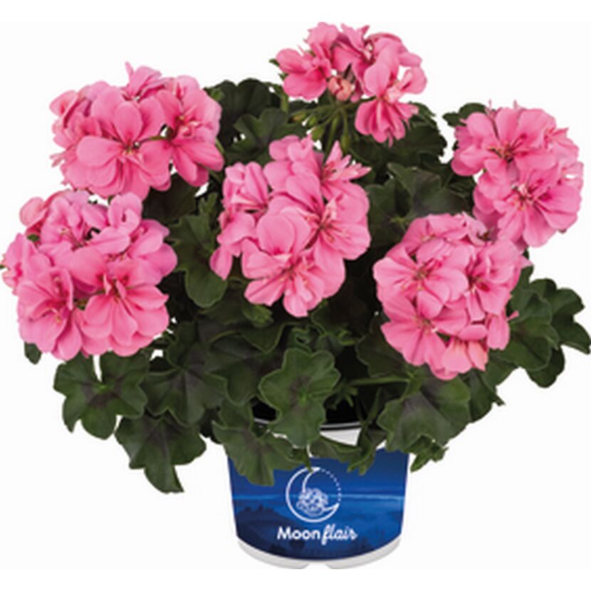 Rosa Geranie Moonflair im Topf