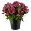 Inkalilie verschiedene Farben 19 cm Topf