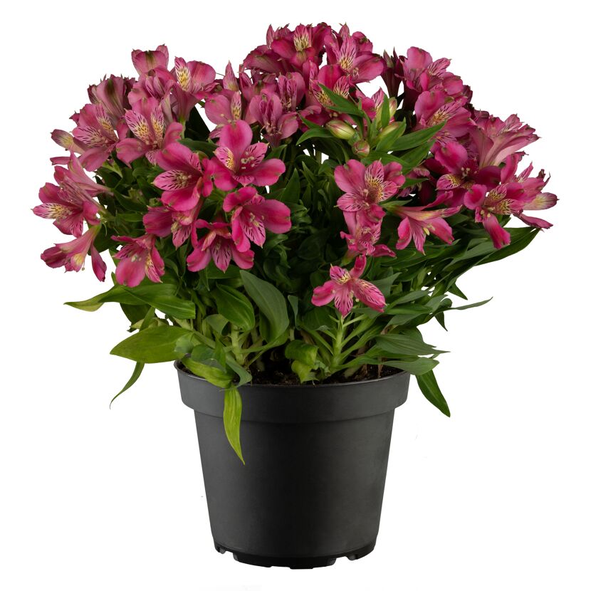 Inkalilie verschiedene Farben 19 cm Topf