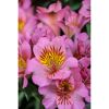 Inkalilie verschiedene Farben 19 cm Topf