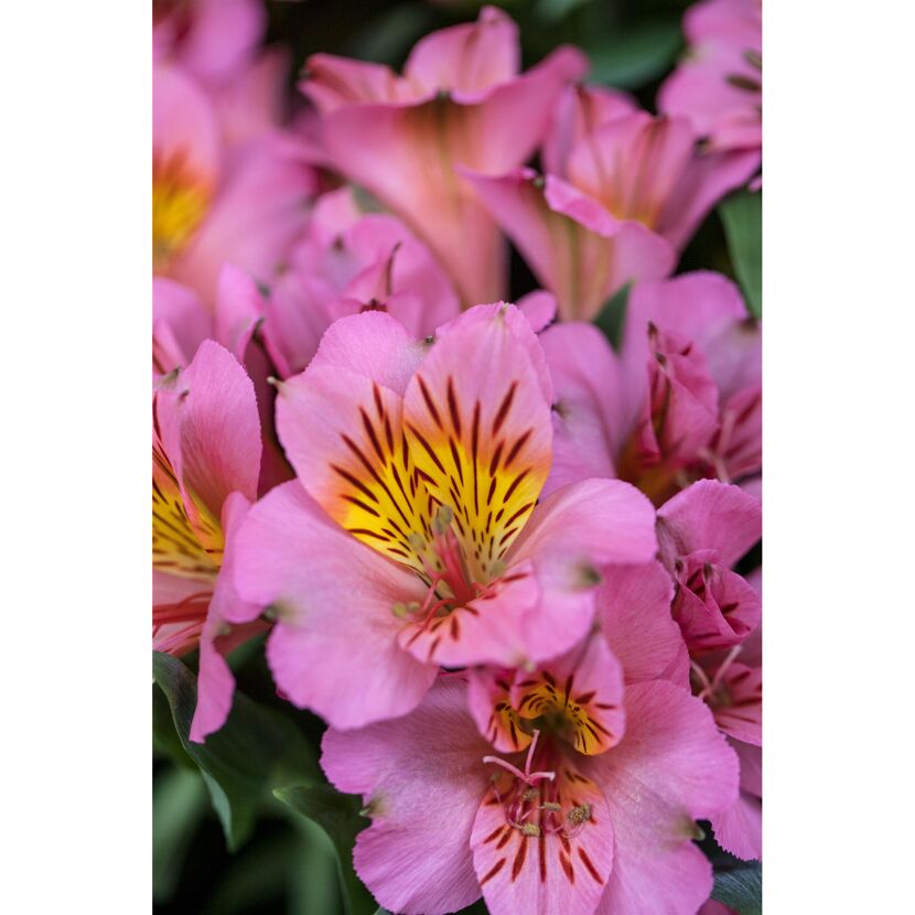 Inkalilie verschiedene Farben 19 cm Topf