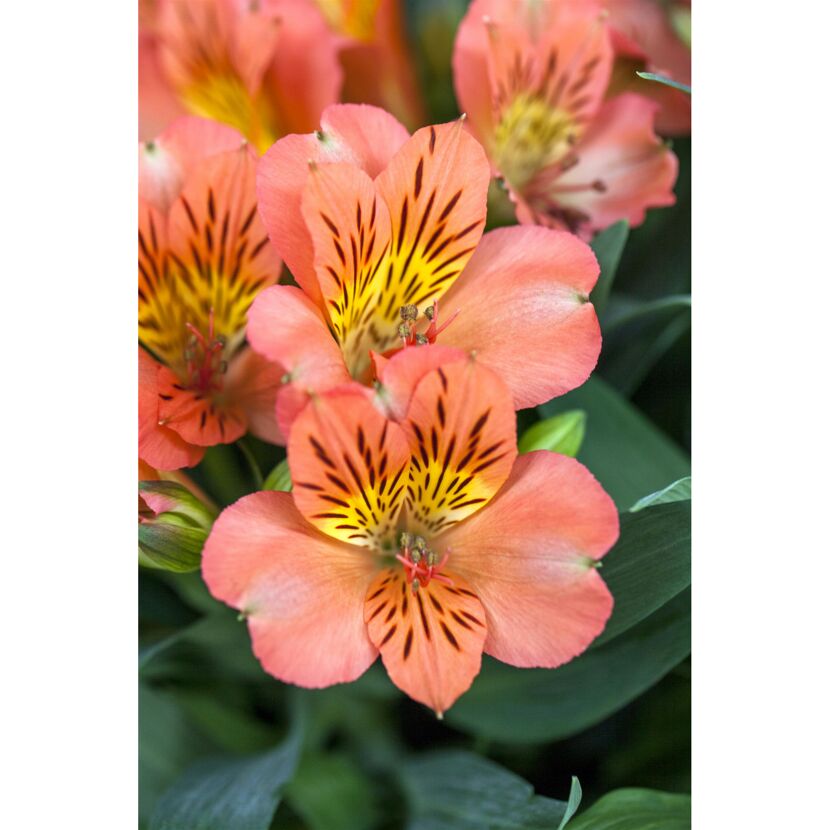 Inkalilie verschiedene Farben 19 cm Topf