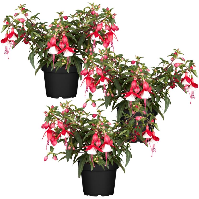 Drei Fuchsien in schwarzen Töpfen