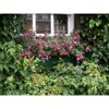 Fuchsien in einem Blumenkasten vor einem Fenster