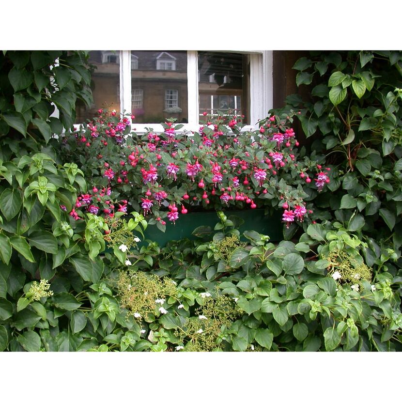 Fuchsien in einem Blumenkasten vor einem Fenster
