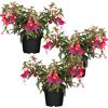 Hängende Fuchsie rot-violett 12 cm Topf, 3er-Set
