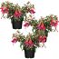 Hängende Fuchsie rot-violett 12 cm Topf, 3er-Set