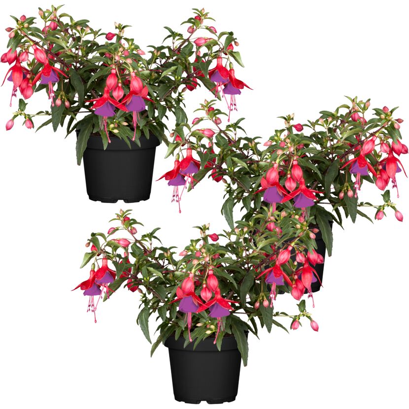Hängende Fuchsie rot-violett 12 cm Topf, 3er-Set