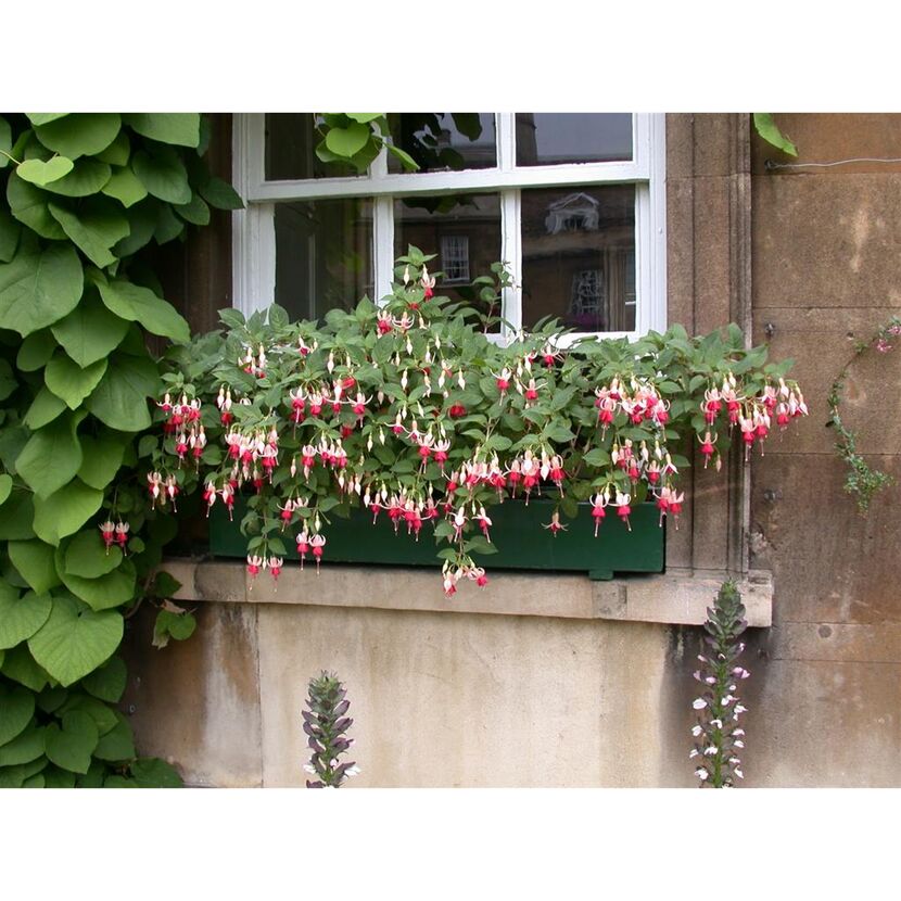 Hängende Fuchsie rot-violett 12 cm Topf, 3er-Set