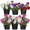 Hängendes Eisenkraut 12 cm Topf, 6er-Set