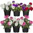 Hängendes Eisenkraut 12 cm Topf, 6er-Set