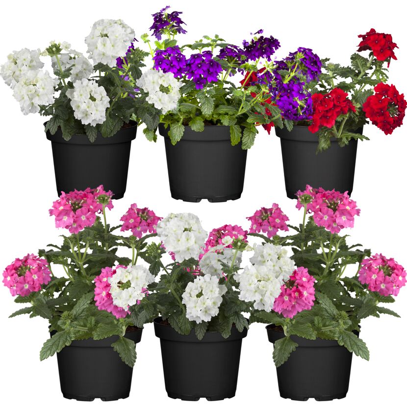 Hängendes Eisenkraut 12 cm Topf, 6er-Set