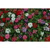 Hängendes Eisenkraut 12 cm Topf, 6er-Set
