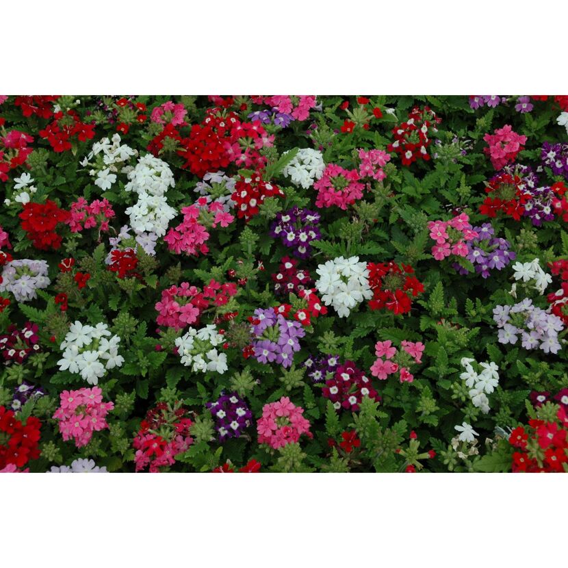 Hängendes Eisenkraut 12 cm Topf, 6er-Set