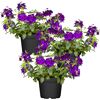 Hängendes Eisenkraut blau 12 cm Topf, 3er-Set