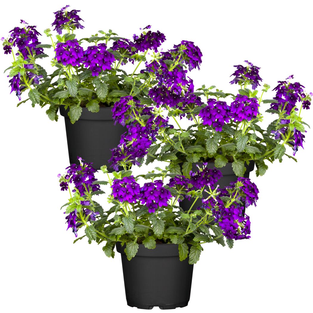Hängendes Eisenkraut blau 12 cm Topf, 3er-Set
