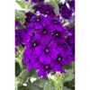 Hängendes Eisenkraut blau 12 cm Topf, 3er-Set