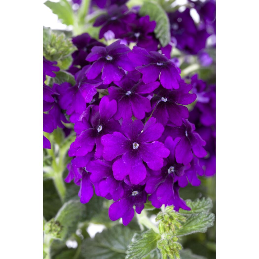 Hängendes Eisenkraut blau 12 cm Topf, 3er-Set