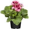 Topf mit rosa Edelgeranien