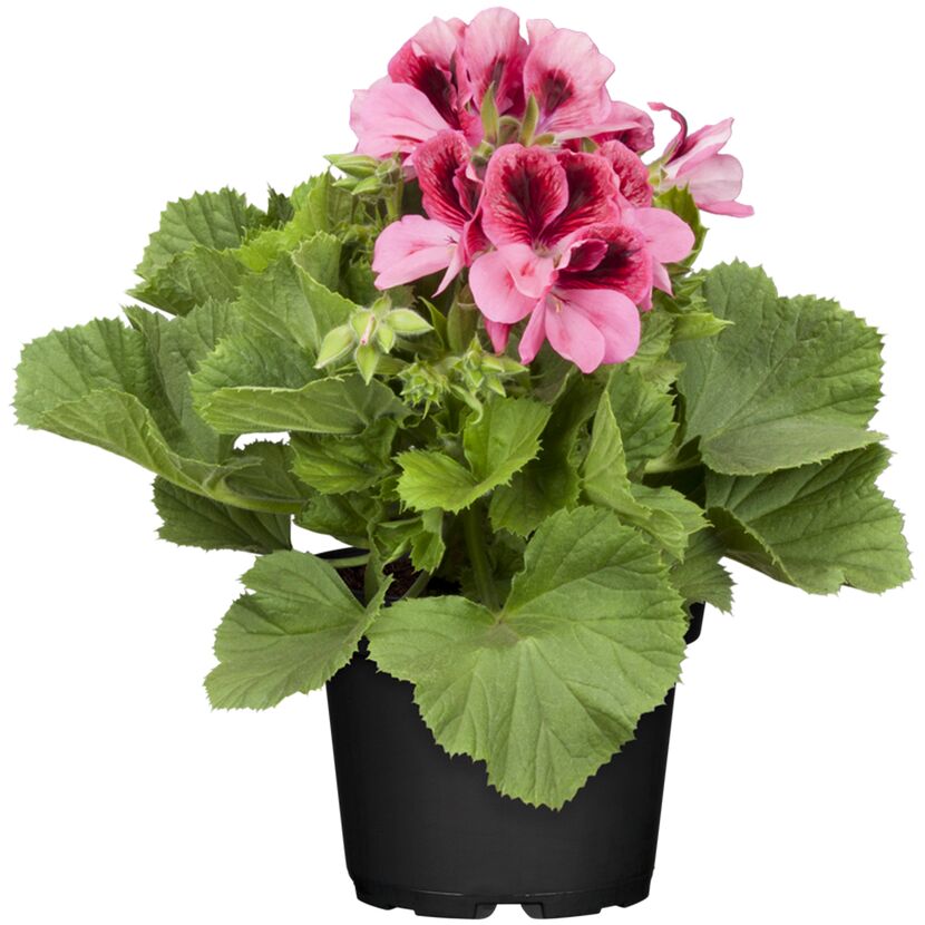 Topf mit rosa Edelgeranien