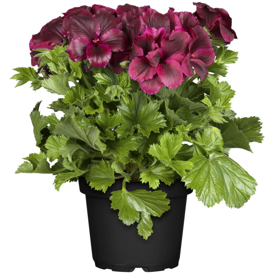 Topfpflanze mit dunkelroten Blüten