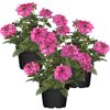 Hängendes Eisenkraut rosa, 12 cm, 3er-Set