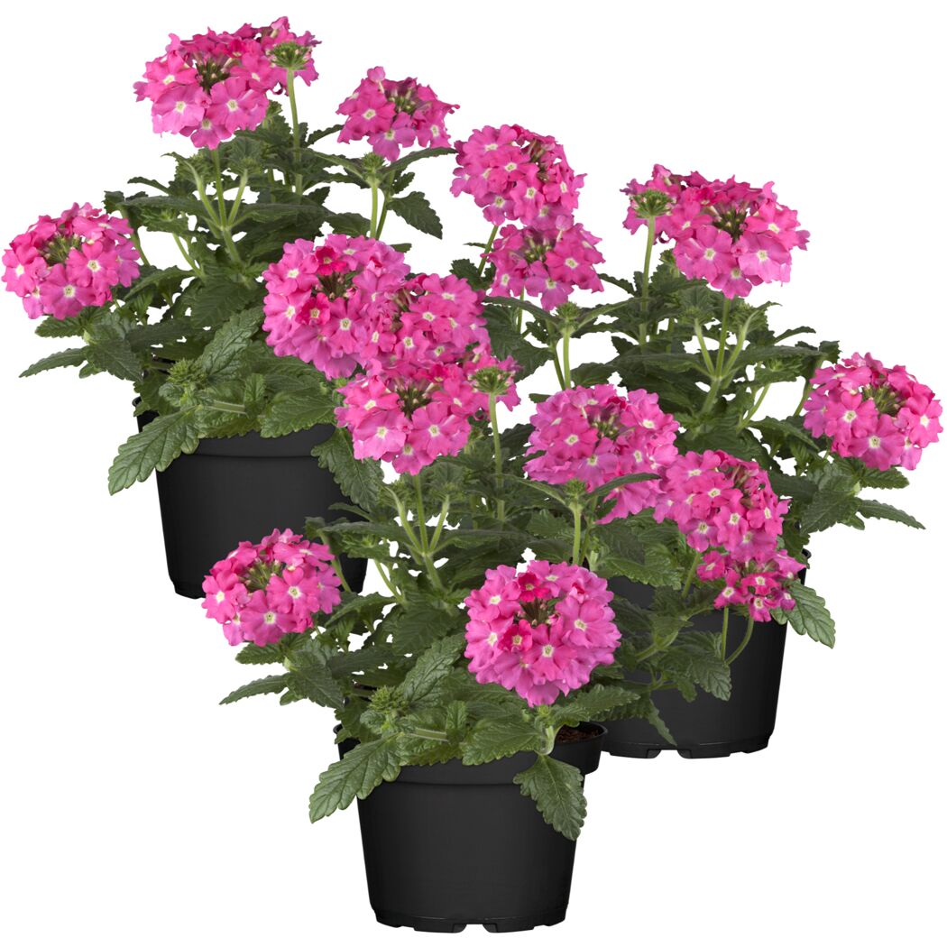 Hängendes Eisenkraut rosa, 12 cm, 3er-Set