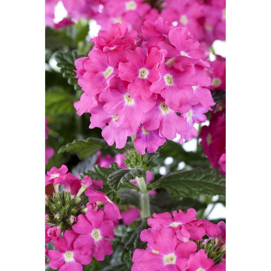 Hängendes Eisenkraut rosa, 12 cm, 3er-Set
